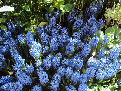 Гиацинт Дельфт Блю (Delft Blue)