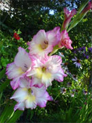 Гладиолус гибридный (Gladiolus hibridus hort)