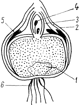 Гладиолус гибридный (Gladiolus hibridus hort)