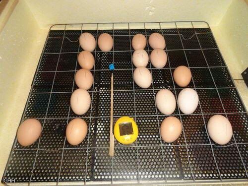 Инкубация индюшиных яиц