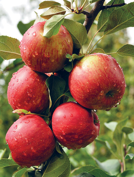 Яблони и груши секреты урожая от Октябрины Ганичкиной