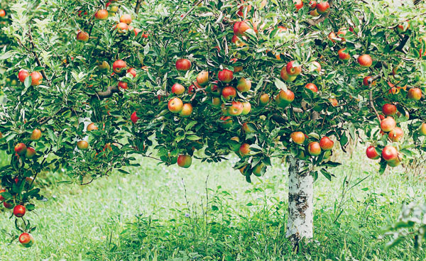 Яблони и груши секреты урожая от Октябрины Ганичкиной