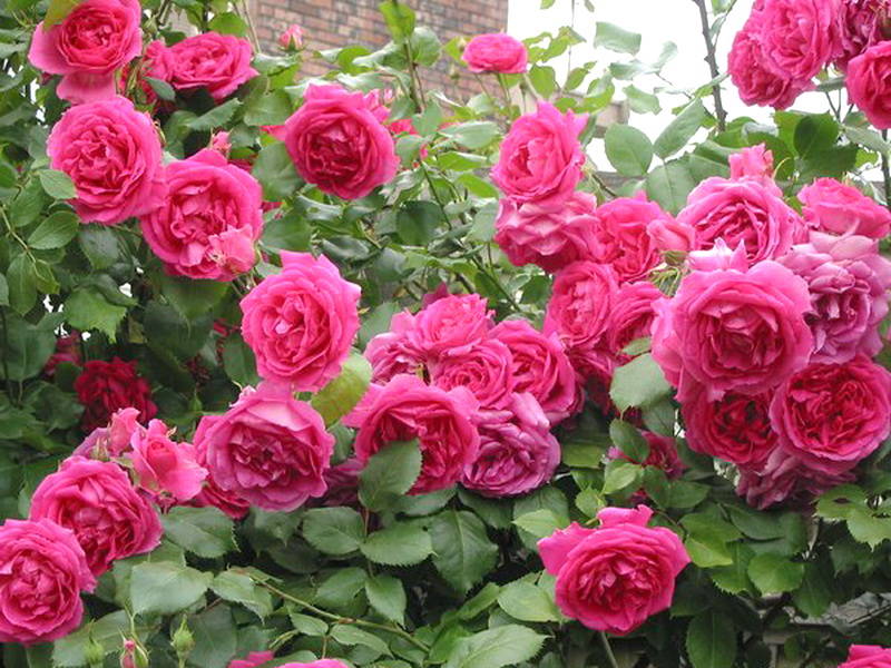 Parade ярко-розовая роза