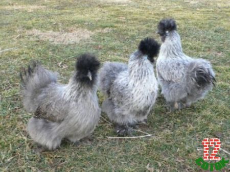 Assorted-Silver-Silkies
