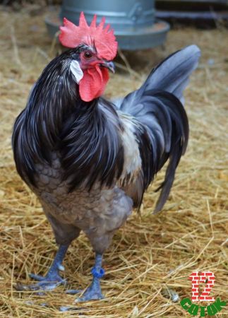 blue Bresse rooster
