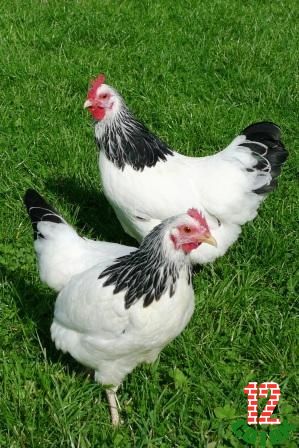 Sussex Bantam Chickens