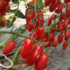 Сорта томатов:  Фенда, Пьетро и другие…