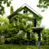 Вертикальное озеленение дома и сада
