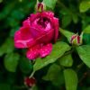 Как выбрать устойчивые сорта роз?