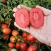 Семена томатов: секреты и способы выращивания