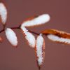 Зимние картины сада: листопадные с яркой корой