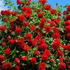 6 ошибок в выращивании роз на даче