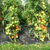Ленивый способ выращивания помидоров
