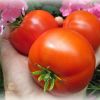 Описания низкорослых детерминатных сортов томатов с фото