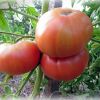 Описания высорослых и среднерослых интердерминатных сортов томатов с фото