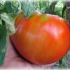Описание сортов томатов (ГИГАНТЫ) с фото