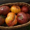 Лучшие томаты на любой вкус и зеленые и желтые и красные