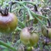Фитофтора: Как избавить помидоры от злостного недуга