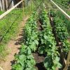 Выращивание огурцов в открытом грунте: пошаговая инструкция