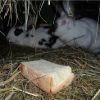 Рацион питания кроликов. Потребность в протеинах