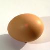Как определить пол цыпленка на уровне яйца