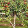 Совместимость плодовых деревьев