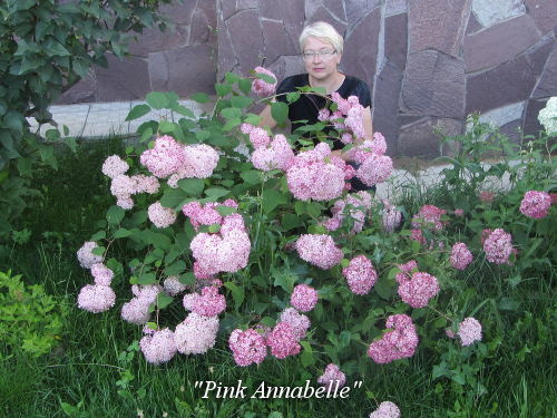 Pink Annabelle