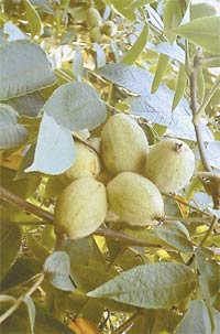 Плоды ореха серого