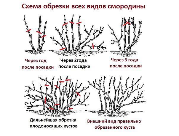 Правила обрезки смородины