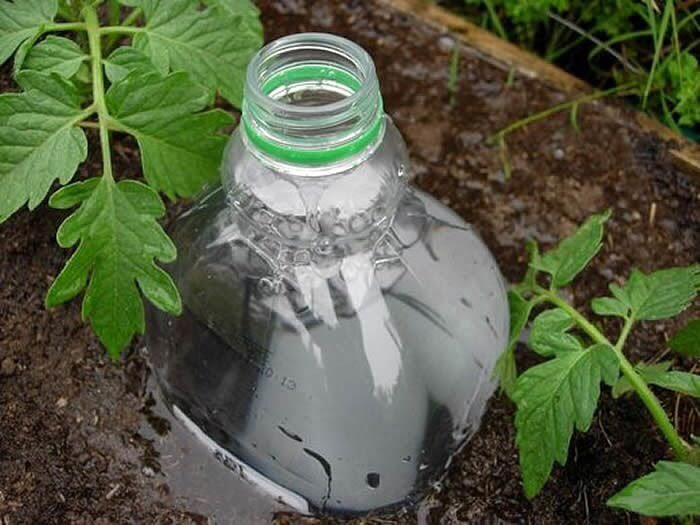 Прикорневой полив с помощью пластиковых бутылок
