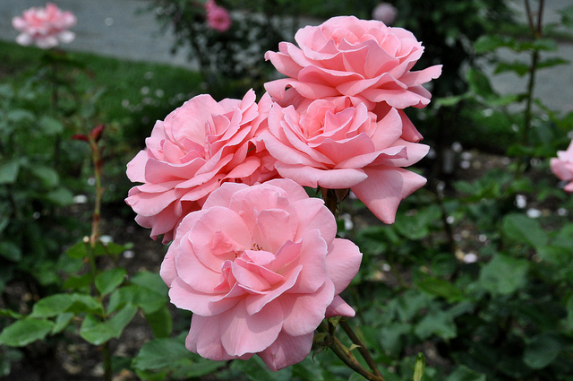 Queen Elizabeth розовая роза