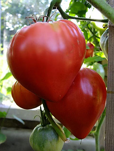 томат бычье сердце