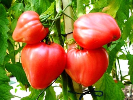 томат чудо земли