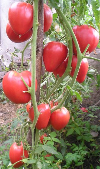томат чудо земли