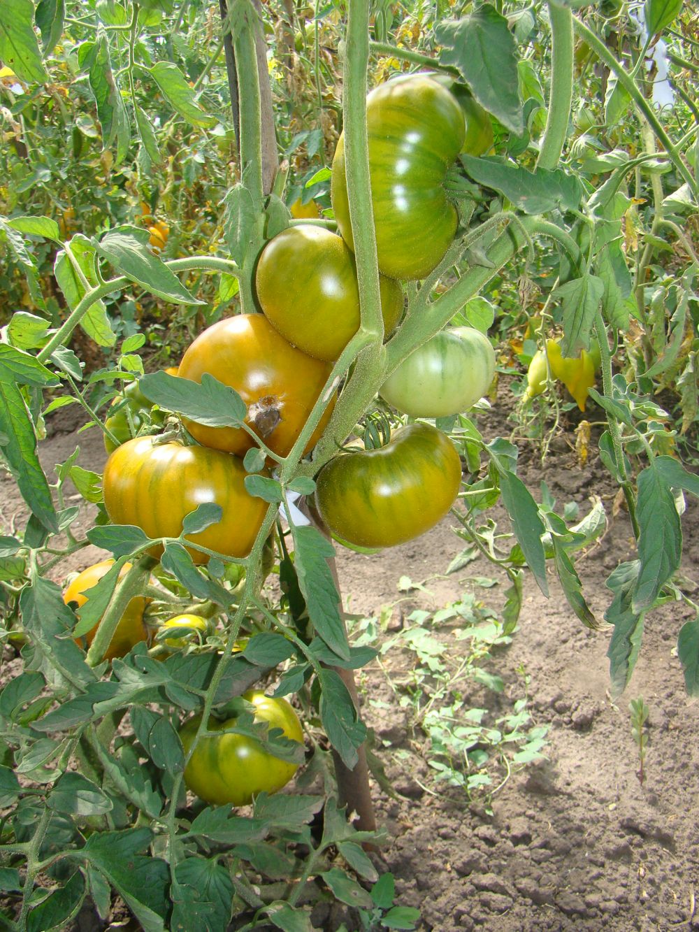 томат малахитовая шкатулка