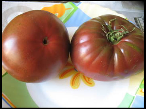 томат маризол фиолетовый
