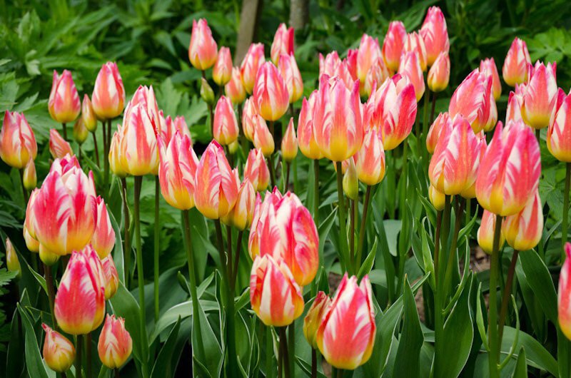 Tulip Tricolette