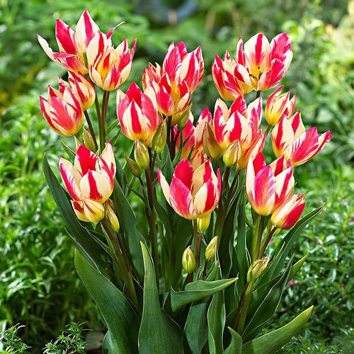 Tulip Tricolette
