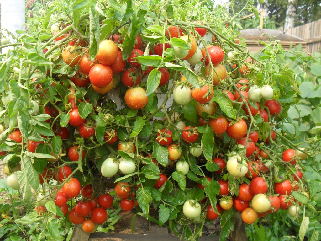 Ампельные томаты сорт Талисман
